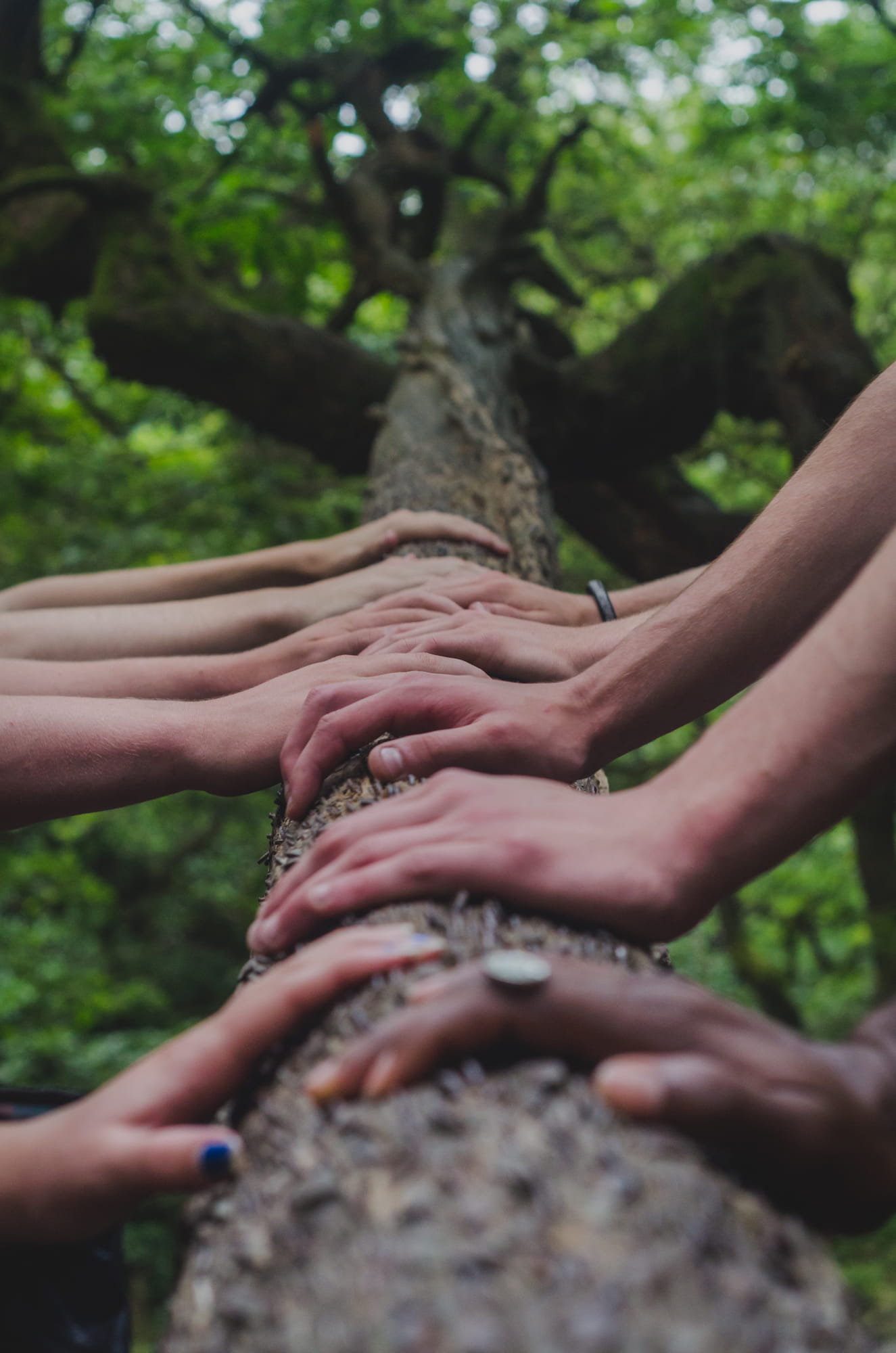 Mains posées ensemble sur un tronc d’arbre – symbole de cohésion et d’ancrage – Hot Zone Rescue